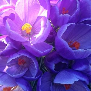 Close-up of purple flower