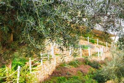 Trees and plants growing outside house in forest