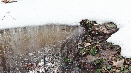 Close-up of plants during winter