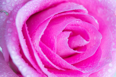 Close-up of pink rose flower
