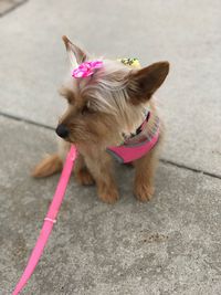 Dog on street