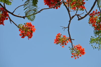 Low angle view of red flowers