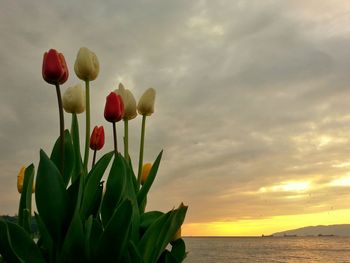 Red flowers against sky at sunset