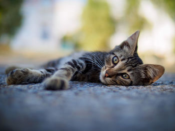 Close-up portrait of a cat resting