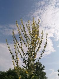 Low angle view of plant against sky