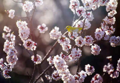 White eye bird on tree in blossom 