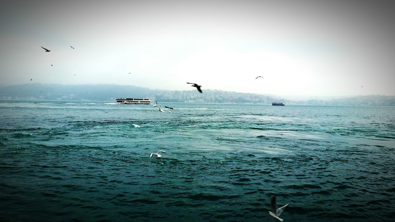 bird, flying, animal themes, animals in the wild, wildlife, water, sea, waterfront, spread wings, mid-air, seagull, nature, horizon over water, rippled, flock of birds, scenics, clear sky, tranquil scene, medium group of animals