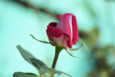 Close-up of pink rose