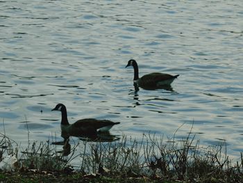 Ducks swimming on lake