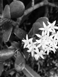 Close-up of flowers blooming outdoors