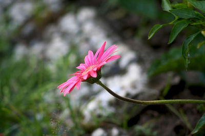 Close-up of pink flowering plant