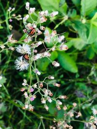 Close-up of bee pollinating on flower