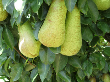 Close-up of pears growing on tree