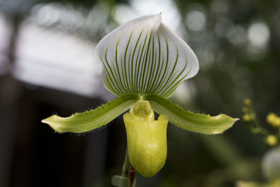 Close-up of flower bud