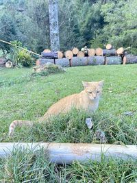 Cat sitting in a field