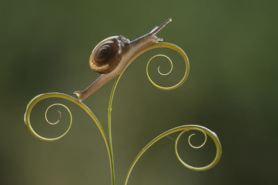 Snail on beautiful place