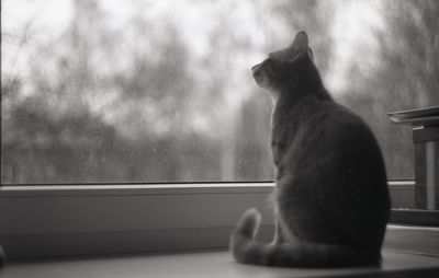 Rear view of cat looking through window