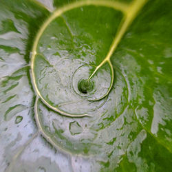 High angle view of leaf in water