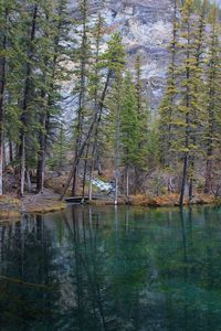 Scenic view of lake in forest