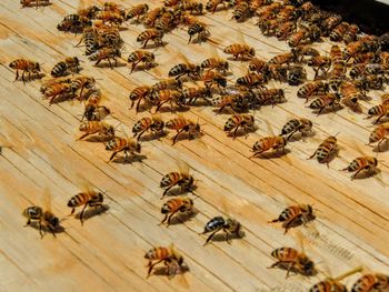 Italian honey bee queen and workers in beehive on honeycomb laying eggs and attending the queen