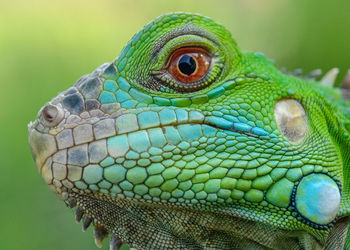 Close-up of lizard