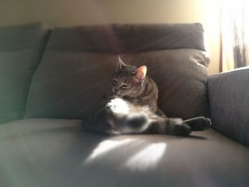 Portrait of cat on sofa at home