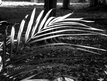 Close-up view of grass