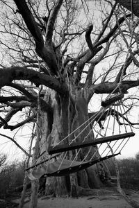 Bare tree against sky