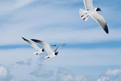 Low angle view of bird flying against sky