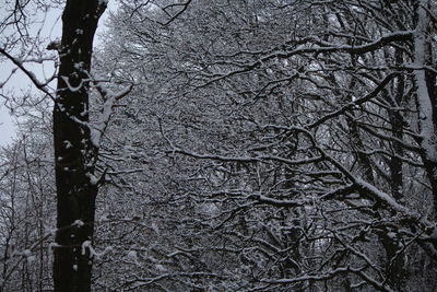 Close-up of branches against sky