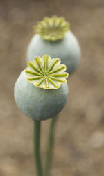 Close-up of flower against blurred background