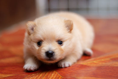 Close-up portrait of puppy lying on floor at home