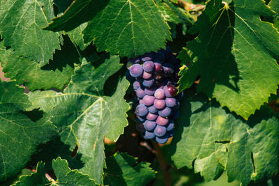 Close-up of grapes growing in vineyard