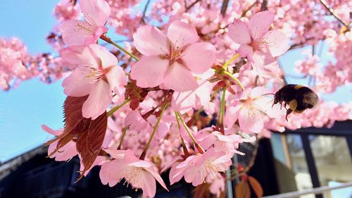 Close-up of pink cherry blossoms