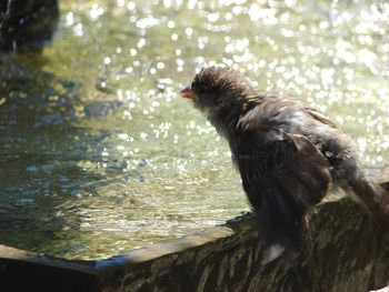 Close-up of bird perching on a lake