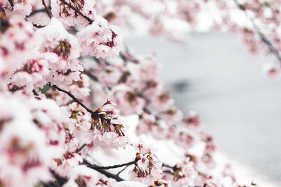 Close-up of pink cherry blossom