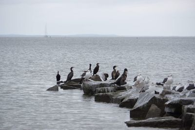 View of birds on sea against sky