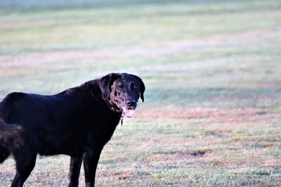 Black dog standing on field