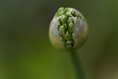 Macro flowerbud