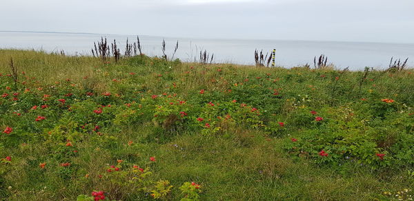 Scenic view of sea against cloudy sky