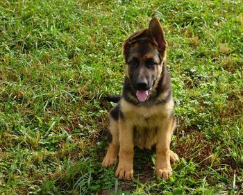 Portrait of dog sitting on field