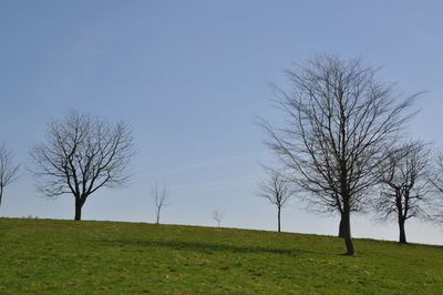 Bare tree on field against clear sky