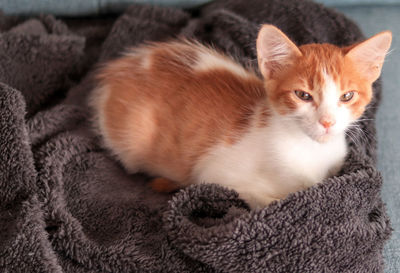 Portrait of cat relaxing on bed at home
