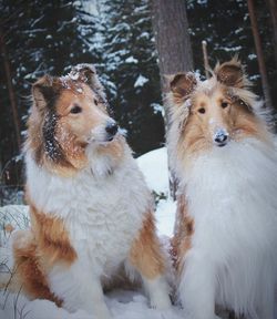 Dog looking away on snow covered land