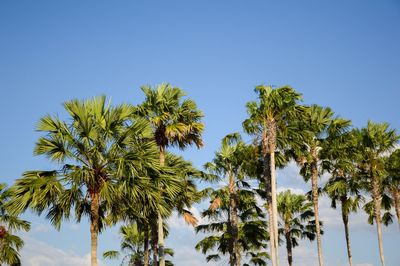 Low angle view of palm trees against clear blue sky