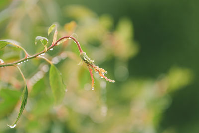 Close-up of wet plant during monsoon