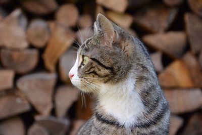 Close-up of cat looking away