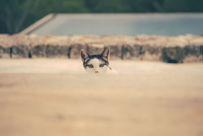 Close-up of dog on field