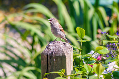 Sparrow perched