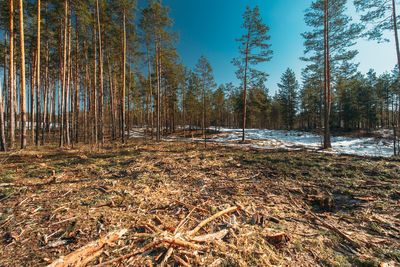 Trees in forest